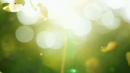 Wall Mural - 4K slow motion footage spring leaves flower petals soft bokeh effect creating gentle refreshing seasonal background perfect nature ed content