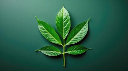Fototapete - Vibrant green leaf on a textured dark background showcasing details and natural beauty in a minimalist setting.
