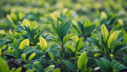 Poster - Lush Green Leaves in Springtime Nature Setting Highlighting Freshness and Growth