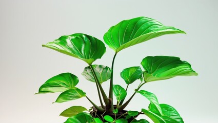 Fototapete - Lush green Aglaonema plant showcasing vibrant leaves against a clean white background highlighting its natural beauty and vitality.