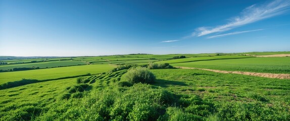 Poster - Lush Green Fields and Steppes Beneath a Clear Blue Sky Ideal for Text Overlay on a Bright Sunny Day in a Serene Landscape