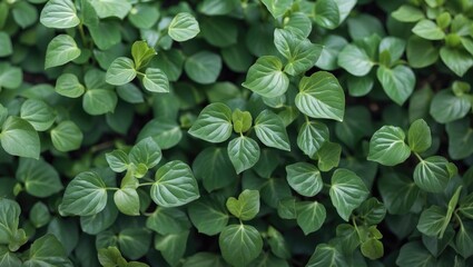 Poster - Lush Green Leaves of a Vibrant Plant with Copy Space for Text Ideal for Nature and Wellness Themes