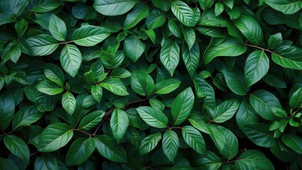 Poster - Lush green leaves background texture natural foliage for design and wallpaper applications