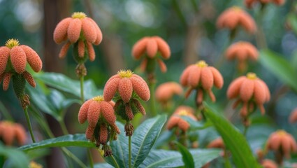 Poster - Exotic Grewia Asiatica Flowers Blooming Amidst Lush Green Foliage in Asian Garden Setting