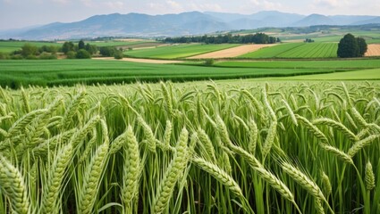 Poster - Vibrant green wheat fields showcasing extensive agricultural landscape in Spain with rolling hills and distant mountains under a cloudy sky