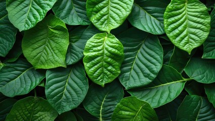 Poster - Lush green leaf texture in macro view creating an abstract and vibrant natural background for various design applications.