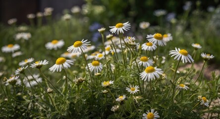 Wall Mural - Close-up of blooming German chamomile flowers in an herb garden with soft background and ample blank space for text or branding.