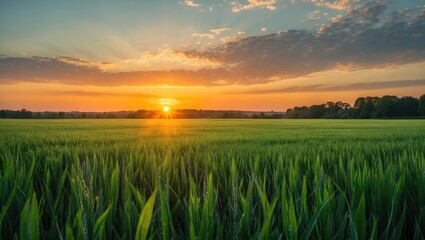 Poster - Lush green field under a colorful sunset sky with warm sunlight illuminating the horizon and soft clouds in the background.