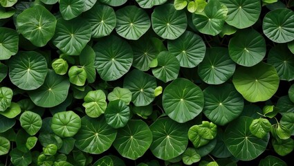 Poster - Dense Green Leafy Background with Varied Circular Leaf Shapes in a Vibrant Natural Arrangement.