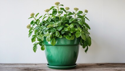 Aufkleber - Lush green plant in a vibrant pot against a minimalistic white background showcasing natural beauty and freshness in indoor decor.