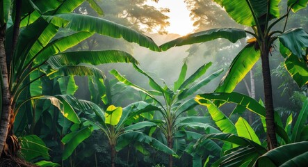 Poster - Lush Green Banana Leaves in Morning Light with Soft Focus for Tranquil Background and Space for Text or Design Elements