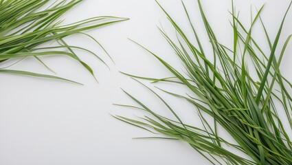 Aufkleber - Fresh Green Grass Isolated on White Background with Ample Blank Space for Text or Design Elements