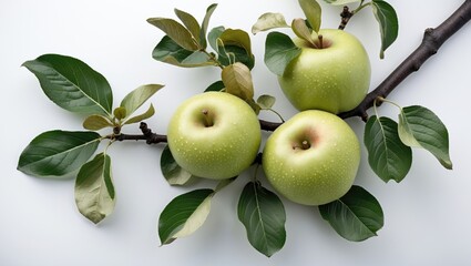 Leinwandbilder - Fresh Green Apples on a Branch Surrounded by Leaves with Clean White Background for Minimalist Design or Culinary Imagery