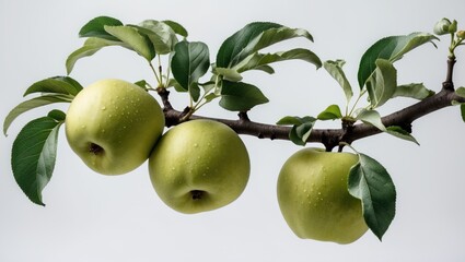 Leinwandbilder - Fresh Green Unripe Apples Hanging on a Branch With Lush Leaves and Neutral Background Ideal for Text Overlay and Graphic Design Elements