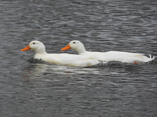 Wall Mural - Young white swans close together on the water