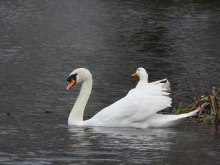 Wall Mural - Side view of a large white swan on the water