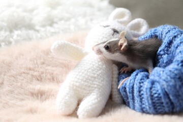 Wall Mural - Adorable little rat in blue sweater and crocheted bunny on faux fur, space for text