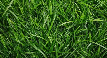 Wall Mural - Fresh Green Grass Texture with Lush Blades Ideal for Backgrounds and Design Projects Featuring Ample Space for Text Overlay