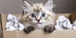 © Kanisorn - Curious kitten exploring cardboard box filled with crumpled paper, showcasing its playful antics and discovering new textures within.