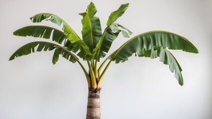 Poster - Banana palm tree with large green leaves isolated on white background with ample space for text Copy Space