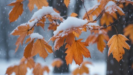 Sticker - Autumn leaves covered in snow during a winter snowfall on a blurred background natural scene with copy space