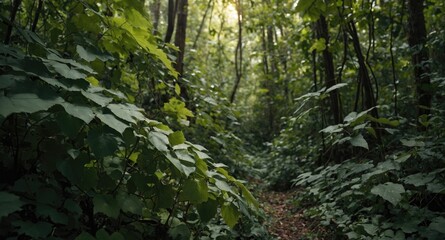 Wall Mural - Forest pathway surrounded by lush green foliage and trees with soft light filtering through leaves Copy Space