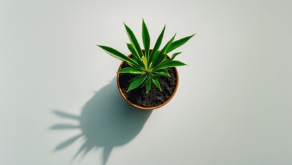 Wall Mural - Green succulent plant placed in a brown pot casting a shadow on a light background with ample Copy Space for text placement.