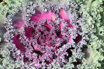 Wall Mural - Ornamental cabbage is used for landscaping