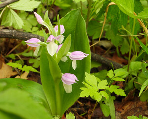 Wall Mural - Galearis spectabilis - known as Showy Orchid or Showy Orchis - Native North American Woodland Wildflower