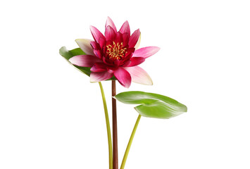 Wall Mural - Beautiful blooming lotus flower with green leaves isolated on white