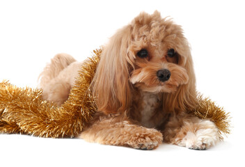 Wall Mural - Cute dog with shiny tinsel on white background