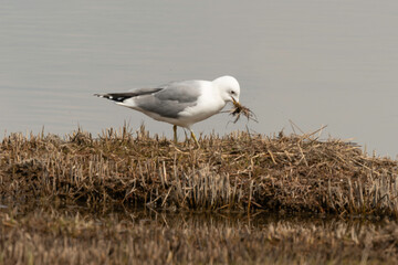 Wall Mural - Goéland cendré, nid,.Larus canus, Common Gull