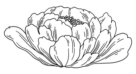 Wall Mural - Peony Bloom Line Drawing