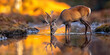 © imfotograf - Majestic deer drinking water with reflection in a calm autumn landscape