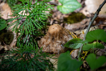 Wall Mural - Bumpy Brown Mushroom Surrounded by Green Foliage and Fallen Leaves in Forest