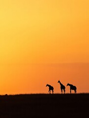 Poster - Three giraffes silhouetted against a vibrant sunset at an African savanna during golden hour. Generative AI