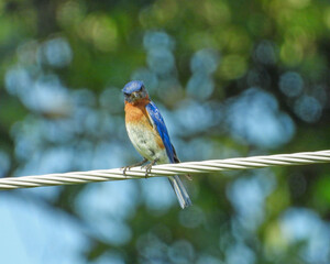 Wall Mural - Eastern Bluebird - Sialia sialis - North American Migratoy Songbird 