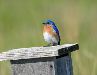 Wall Mural - Eastern Bluebird - Sialia sialis - North American Migratoy Songbird 