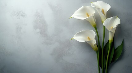 White Calla Lilies on Light Gray Background; elegant, peaceful, memorial