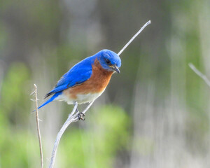 Wall Mural - Eastern Bluebird - Sialia sialis - North American Migratoy Songbird 