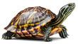 © Sabbir Designer - Vibrant Turtle with Intricate Shell Patterns