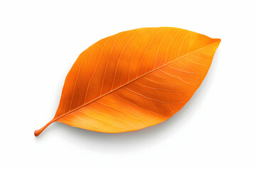 Wall Mural - a vibrant orange leaf on a white background, showcasing the natural beauty and intricate patterns of