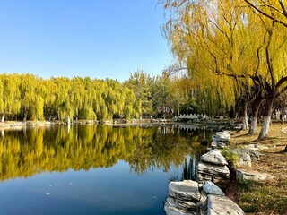 Wall Mural - Serene lake with willow trees reflection