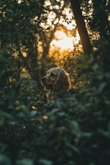 Wall Mural - A light brown Cocker Spaniel dog sits hidden amongst green foliage in a forest at sunset.