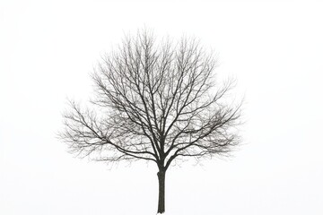 Bare winter tree silhouette, white background, nature design
