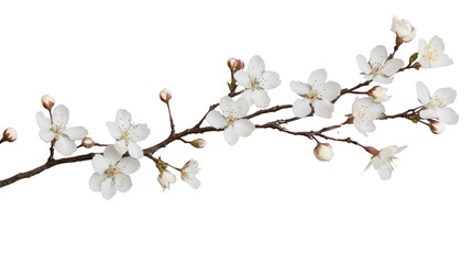 blooming cherry tree branch with delicate white flowers on transparent background