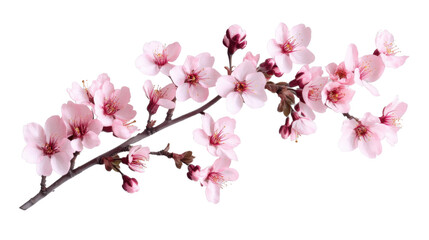 blooming cherry blossom branch on transparent background