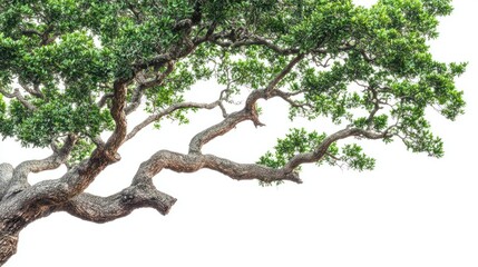 Lush green tree branch against white background, nature backdrop