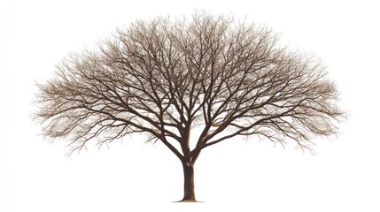 bare tree winter landscape design element