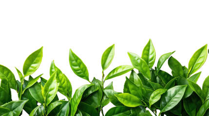 Wall Mural - Fresh green tea leaves on transparent background creating natural border